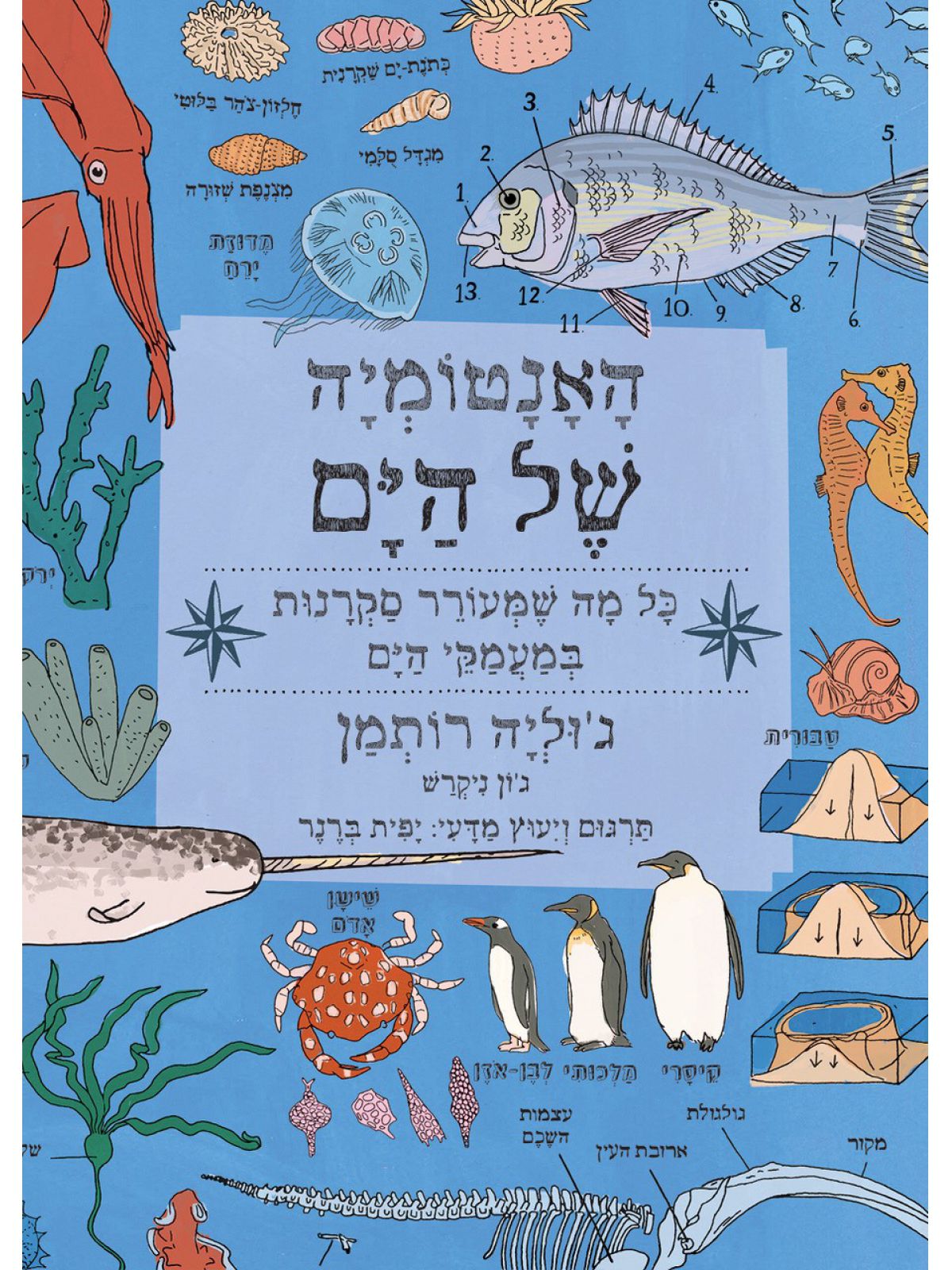 האנטומיה של הים