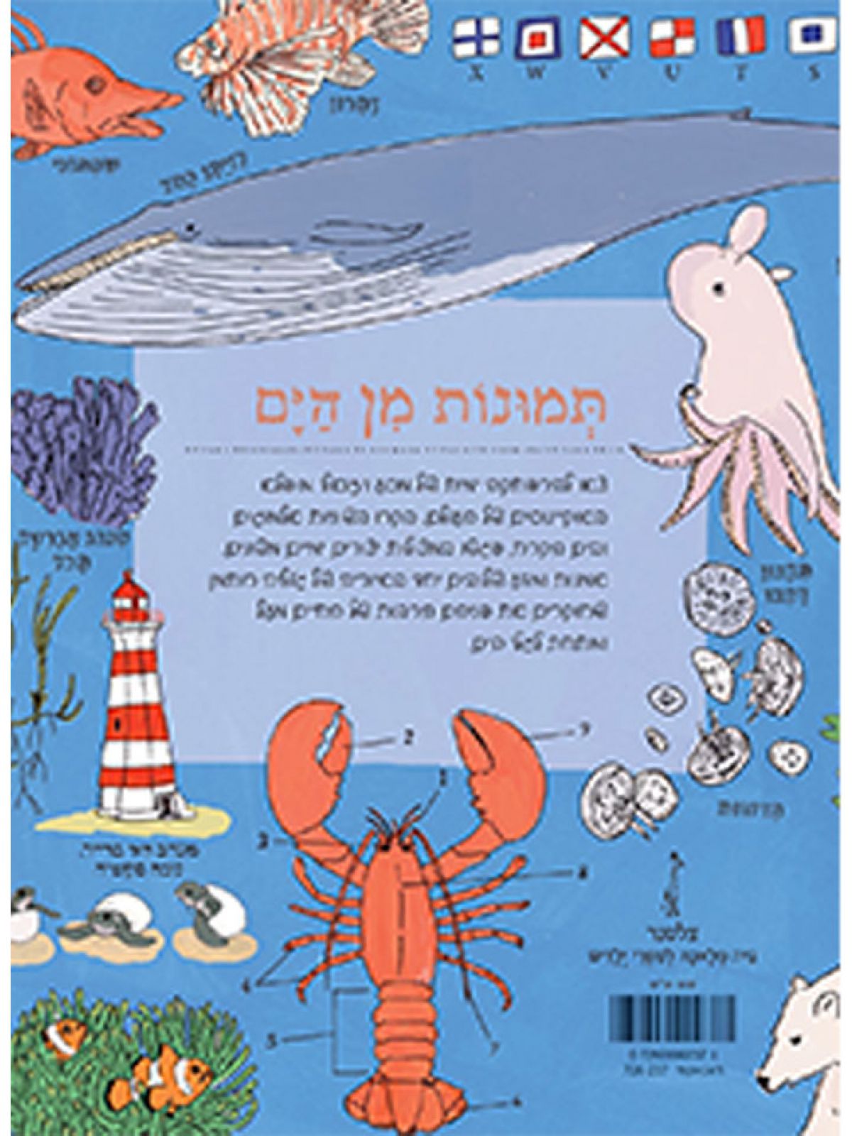 האנטומיה של הים