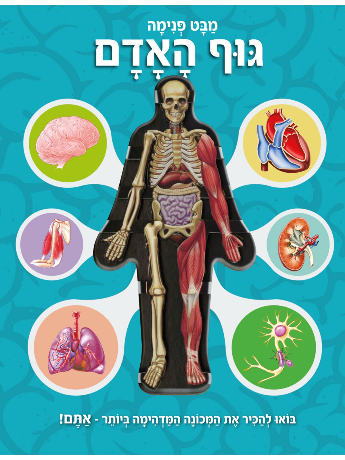 מבט פנימה גוף האדם