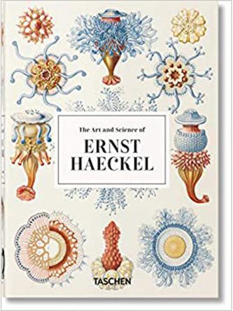 HAECKEL - 40